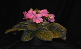 Sinningia speciosa "Fantasy" exhibited by Dave Zaitlin