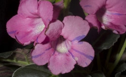 Sinningia speciosa "Fantasy" exhibited by Dave Zaitlin