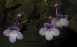 Sinningia  'Li'l Georgie' exhibited by Kitty Hedgepeth
