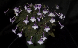 Sinningia  'Li'l Georgie' exhibited by Kitty Hedgepeth