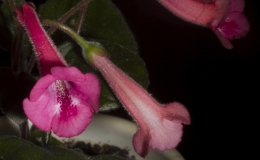 Sinningia cultivar exhibited by Kitty Hedgepeth