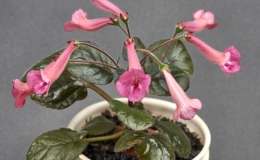 Sinningia cultivar exhibited by Kitty Hedgepeth