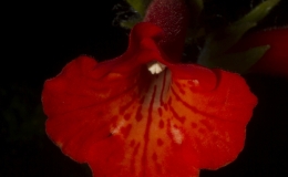 Sinningia bullata Cânion Fortaleza exhibited by Dave Zaitlin