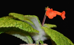 Sinningia bullata Cânion Fortaleza exhibited by Dave Zaitlin