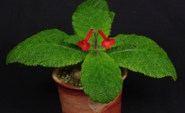 Sinningia bullata Cânion Fortaleza exhibited by Dave Zaitlin
