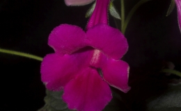 Sinningia ‘HCY’s Lady Red’ exhibited by Kathy Spissman