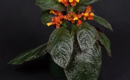 Chrysothemis pulchella 'Bronze' exhibited by Edna Alexander