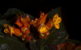 Chrysothemis pulchella 'Bronze' exhibited by Edna Alexander
