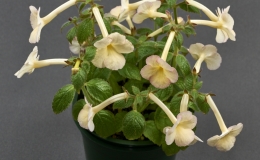 Achimenes 'SRG's Hugues Aufray' exhibited by Mel Grice