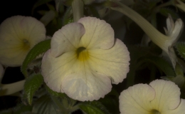 Achimenes 'SRG's Hugues Aufray' exhibited by Mel Grice