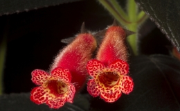 Kohleria ‘Dark Velvetˈ exhibited by Kathy Spissman