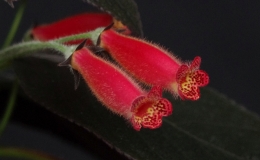 Kohleria ‘Dark Velvetˈ exhibited by Kathy Spissman