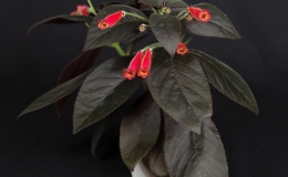 Kohleria ‘Dark Velvetˈ exhibited by Kathy Spissman