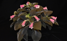 Kohleria ˈDale’s Furry Fox' exhibited by Eileen McGrath