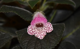 Kohleria ˈDale’s Furry Fox' exhibited by Eileen McGrath