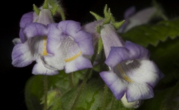 Eucodonia ‘Delaware’ exhibited by George Kloppe