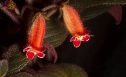 Pearcea species (Ecuador) exhibited by Karyn Cichocki