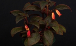 Pearcea species (Ecuador) exhibited by Karyn Cichocki