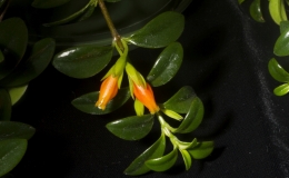 Nematanthus hybrid exhibited by Deborah Donaldson