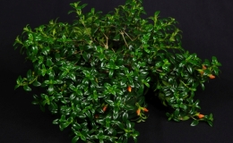 Nematanthus hybrid exhibited by Deborah Donaldson
