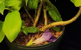 Henckelia ‘Moon Walker’ exhibited by Mel Grice