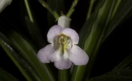  Primulina 'Minnie Pearl' exhibited by Barb Borleske
