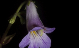 Primulina ‘Loki’ exhibited by Carol Brown