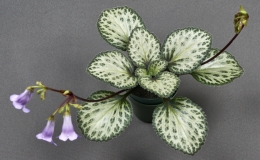 Primulina ‘Loki’ exhibited by Carol Brown