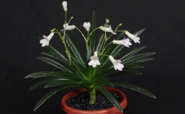  Primulina 'Minnie Pearl' exhibited by Barb Borleske