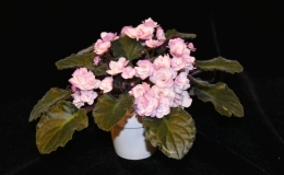 Saintpaulia 'Ness’ Satin Rose' exhibited by Kitty Hedgepeth Saintpaulia 'Ness’ Satin Rose' exhibited by Kitty Hedgepeth