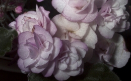 Saintpaulia 'Ness’ Satin Rose' exhibited by Kitty Hedgepeth Saintpaulia 'Ness’ Satin Rose' exhibited by Kitty Hedgepeth