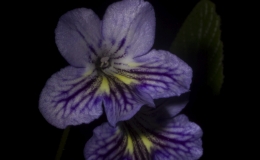 Streptocarpus ‘T.J.' exhibited by Mel Grice Streptocarpus ‘T.J.' exhibited by Mel Grice
