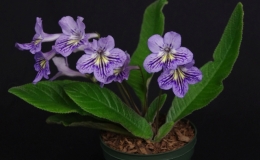 Streptocarpus ‘T.J.' exhibited by Mel Grice Streptocarpus ‘T.J.' exhibited by Mel Grice