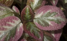 Episcia ‘Unpredictable Valley’ exhibited by Barbara Stewart Episcia ‘Unpredictable Valley’ exhibited by Barbara Stewart