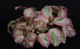Episcia ‘Unpredictable Valley’ exhibited by Barbara Stewart Episcia ‘Unpredictable Valley’ exhibited by Barbara Stewart