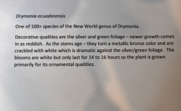 Drymonia ecuadorensis exhibited by Brandon Erikson Drymonia ecuadorensis exhibited by Brandon Erikson