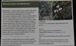 Beccarinda tonkinensis exhibited by Wallace Wells Best New Species Beccarinda tonkinensis exhibited by Wallace Wells Best New Species