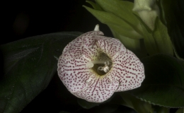 Sinningia helleri / guttata hybrid exhibited by Dave Zaitlin Sinningia helleri / guttata hybrid exhibited by Dave Zaitlin