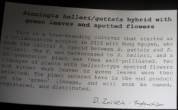 Sinningia helleri / guttata hybrid exhibited by Dave Zaitlin Sinningia helleri / guttata hybrid exhibited by Dave Zaitlin