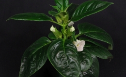Sinningia helleri / guttata hybrid exhibited by Dave Zaitlin Sinningia helleri / guttata hybrid exhibited by Dave Zaitlin