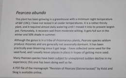 Pearcea abunda exhibited by Bob Stewart Pearcea abunda exhibited by Bob Stewart