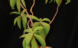 Rhytidophyllum exsertum exhibited by Karyn Cichocki Rhytidophyllum exsertum exhibited by Karyn Cichocki