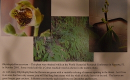 Rhytidophyllum exsertum exhibited by Karyn Cichocki Rhytidophyllum exsertum exhibited by Karyn Cichocki
