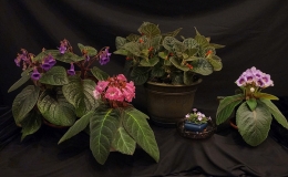 Sinningia species and cultivar collection exhibited by Dave Zaitlin Sinningia species and cultivar collection exhibited by Dave Zaitlin