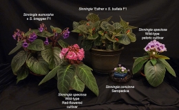 Sinningia species and cultivar collection exhibited by Dave Zaitlin Sinningia species and cultivar collection exhibited by Dave Zaitlin