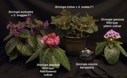Sinningia species and cultivar collection exhibited by Dave Zaitlin Sinningia species and cultivar collection exhibited by Dave Zaitlin