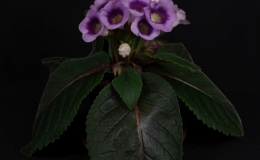 Sinningia species and cultivar collection exhibited by Dave Zaitlin -S. speciosa wild-type peloric flowers Sinningia species and cultivar collection exhibited by Dave Zaitlin -S. speciosa wild-type peloric flowers