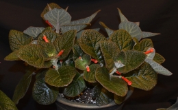 Sinningia species and cultivar collection exhibited by Dave Zaitlin - S. 'Esther' x S. bullata Sinningia species and cultivar collection exhibited by Dave Zaitlin - S. 'Esther' x S. bullata