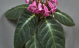 Sinningia species and cultivar collection exhibited by Dave Zaitlin - S. speciosa - Wild-type Red-flowered cultivar Sinningia species and cultivar collection exhibited by Dave Zaitlin - S. speciosa - Wild-type Red-flowered cultivar