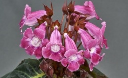 Sinningia species and cultivar collection exhibited by Dave Zaitlin - S. speciosa - Wild-type Red-flowered cultivar Sinningia species and cultivar collection exhibited by Dave Zaitlin - S. speciosa - Wild-type Red-flowered cultivar